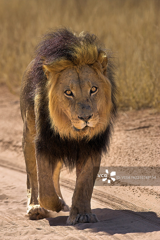 雄伟的非洲狮在泥土小径上行走图片素材