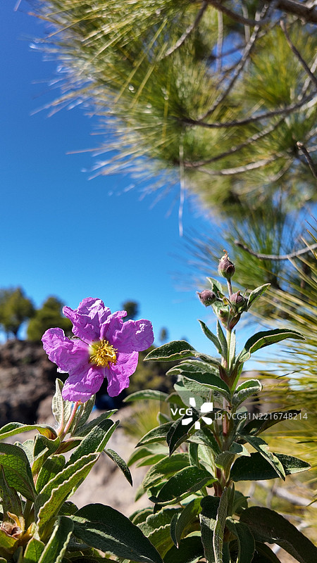 西班牙圣克鲁斯德拉帕尔马山顶盛开的紫色花朵图片素材