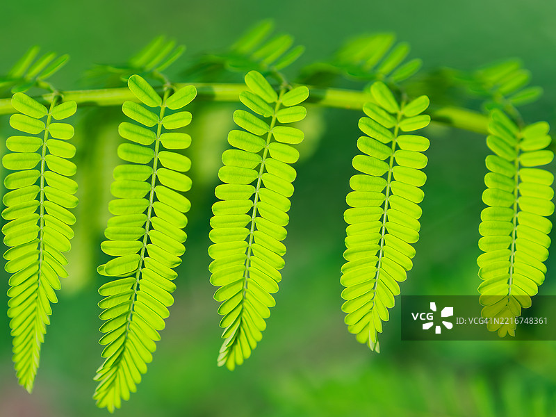 对称的绿色叶子在树枝上图片素材
