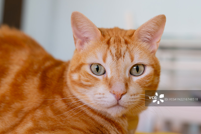 室内模糊面孔的姜色虎斑猫特写图片素材