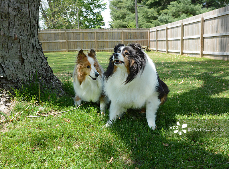 两只设得兰牧羊犬在围起来的院子里图片素材