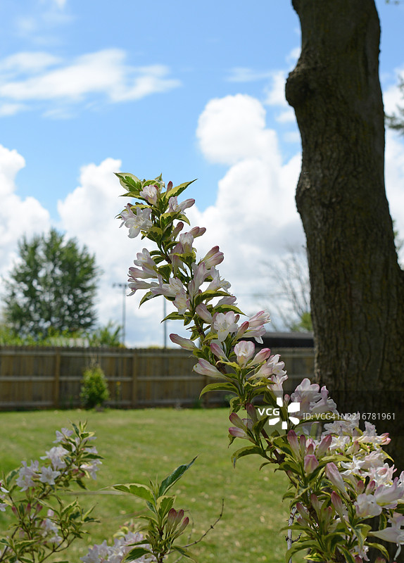 盛开的威格拉特写图片素材