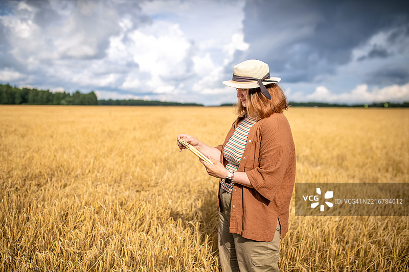 农业专家在小麦田中评估收成图片素材