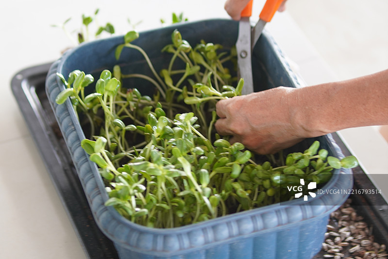 向日葵芽图片素材