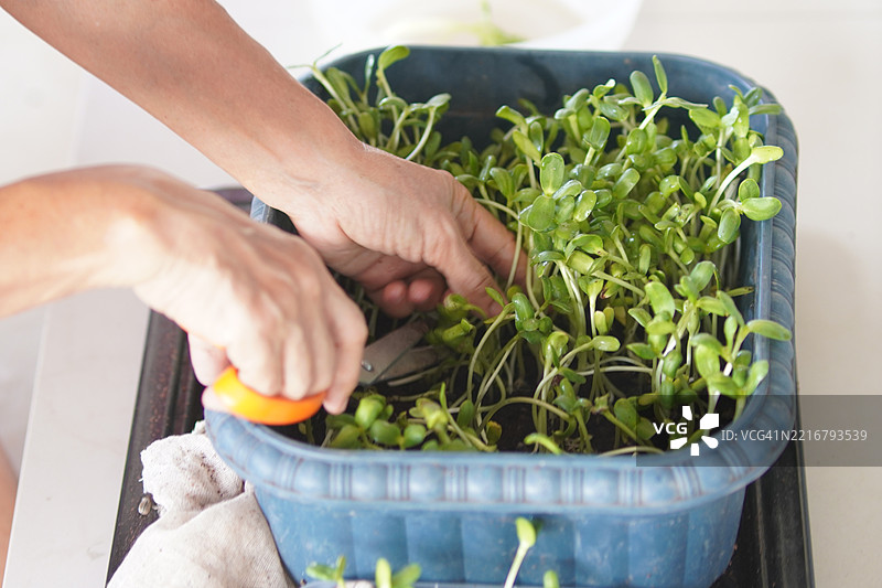 向日葵芽图片素材