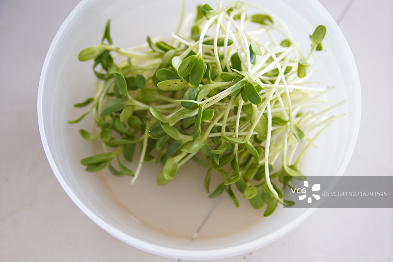 向日葵芽图片素材