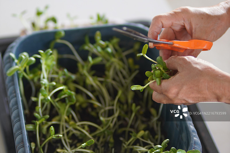 向日葵芽图片素材