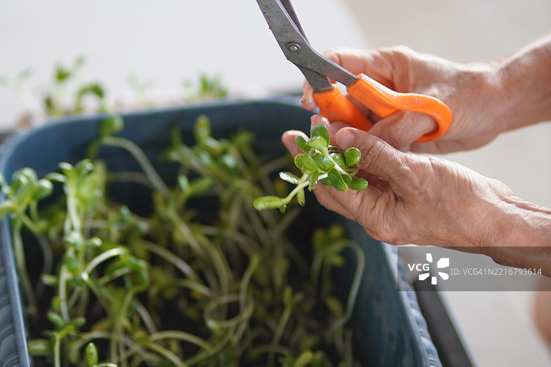 向日葵芽图片素材