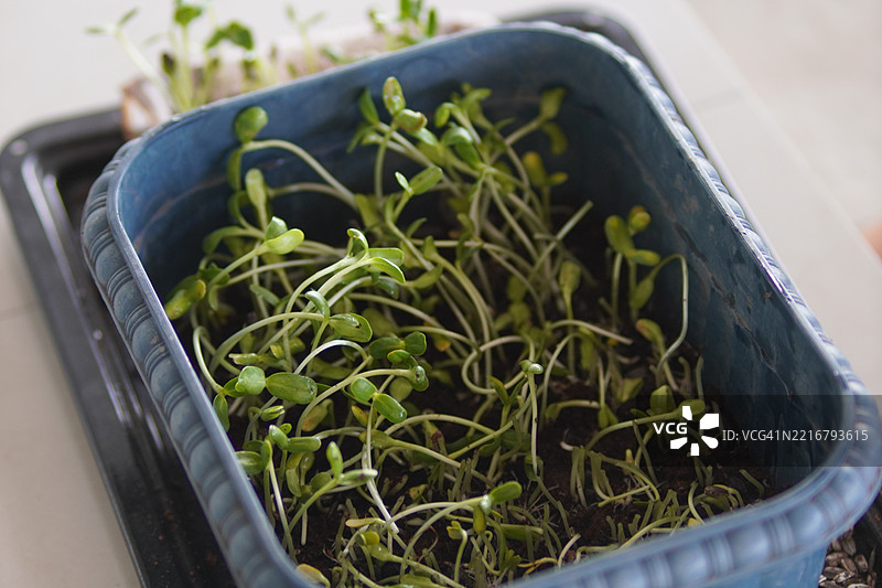 向日葵芽图片素材