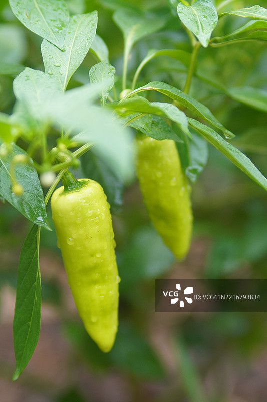 甜椒图片素材