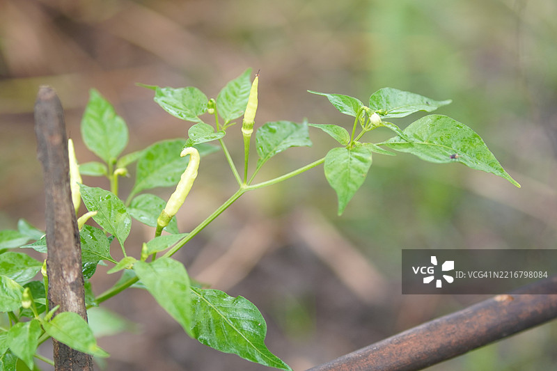 凯伦辣椒图片素材