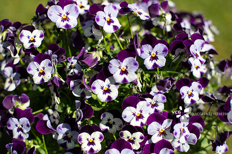 紫罗兰与堇菜图片素材