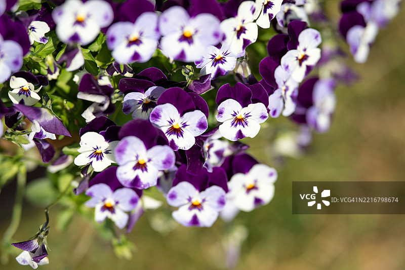 紫罗兰花艺术图片素材