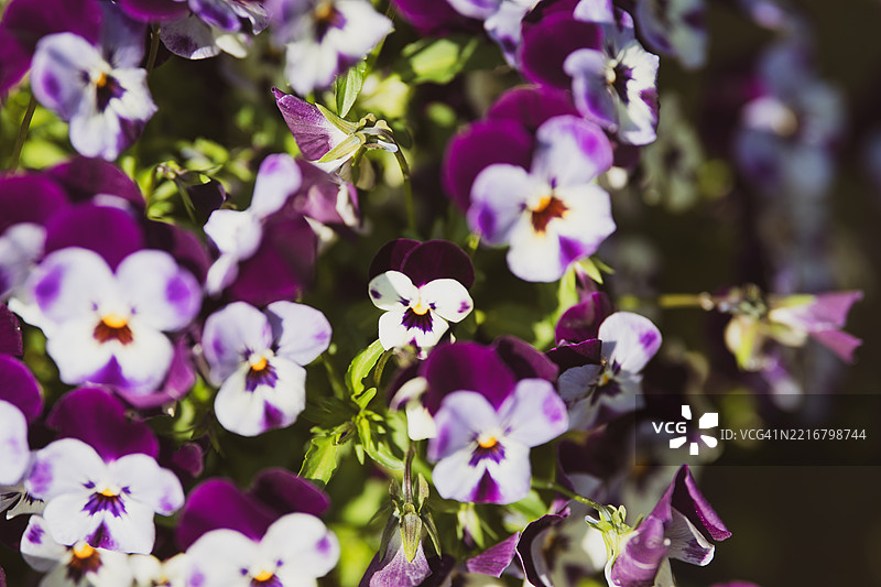 英式花园中的花卉布置图片素材