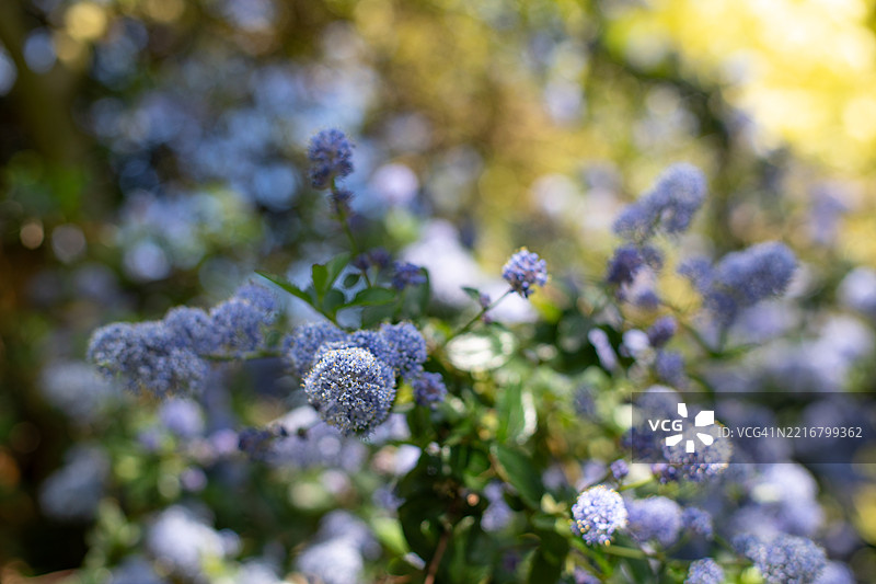剑桥的英式花园，自然摄影图片素材