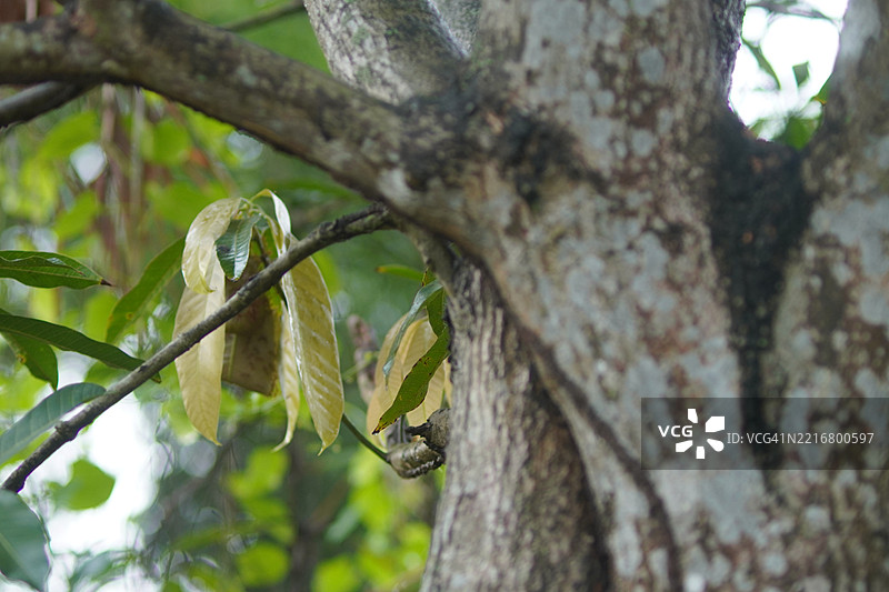 树上的鸟图片素材