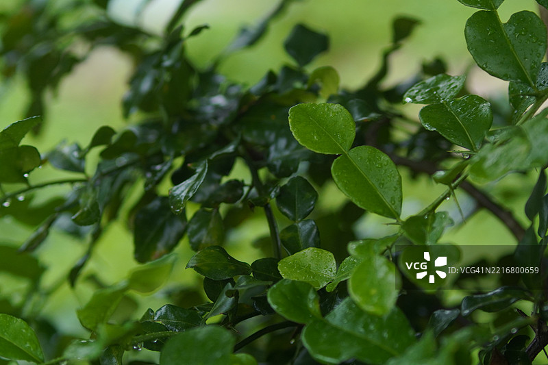 刺果青柠树，科学名称为Citrus hystrix DC，树上长着粗糙皮肤的绿色蔬菜，背景为自然花园。图片素材