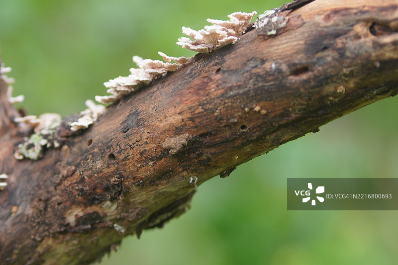 蘑菇生长在腐烂的树木上。图片素材