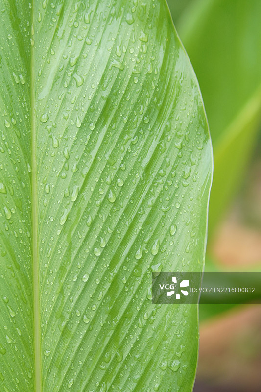 叶子上的露水香茅图片素材