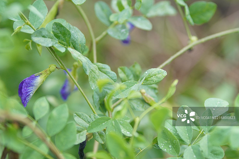 蓝色蝶豆花（Clitoria ternatea L.）在绿色模糊自然背景下的柔焦效果，盛开的藤本植物，生长在亚洲热带地区，单朵蓝色蝶豆花。图片素材