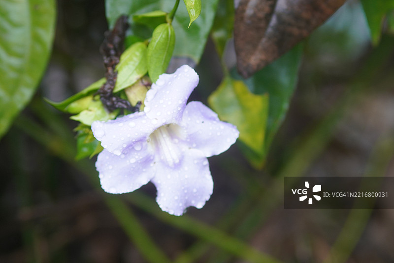 紫花泰国草药月桂钟藤，蓝色喇叭藤，月桂叶吞拿比亚，吞拿比亚·劳里佛利亚·林德尔。图片素材