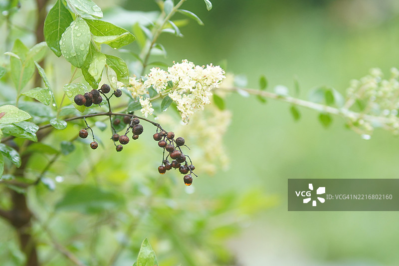 维特克斯三叶草 Labiatae图片素材