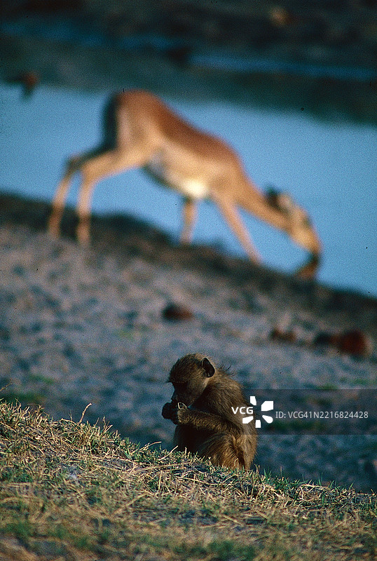 狒狒与黑斑羚图片素材