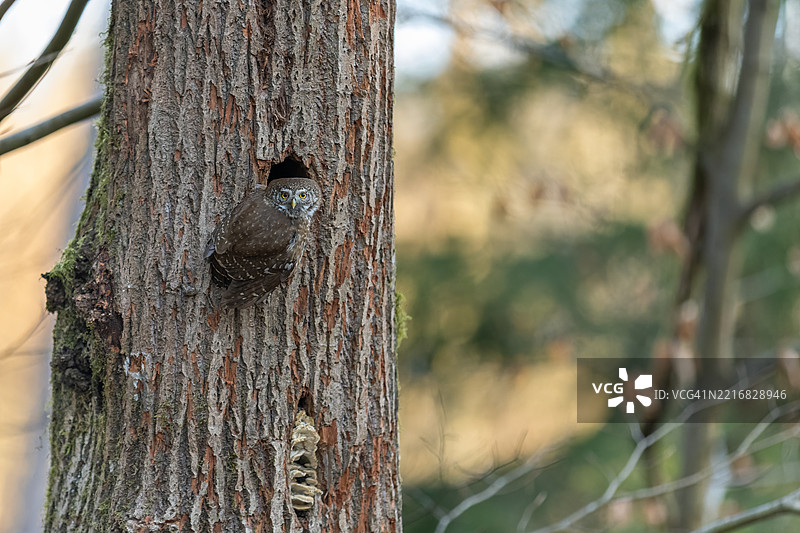 美丽的欧亚侏儒猫头鹰（Glaucidium passerinum）图片素材