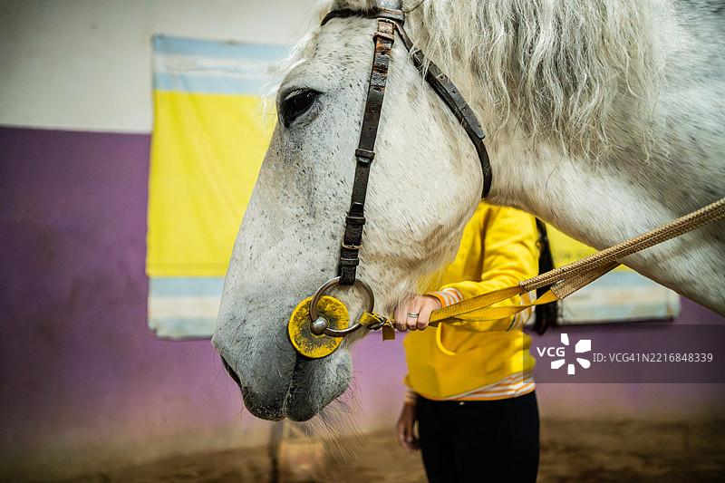 马厩里的白马图片素材