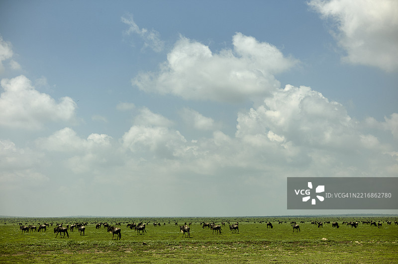 一群角马在坦桑尼亚塞伦盖蒂的广阔草原上，在明亮的蓝天和白云下吃草。图片素材