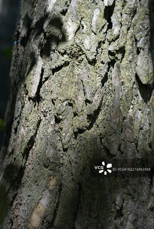 阳光照射下的树皮，展现出复杂的纹理和色彩及阴影的变化。奥地利图片素材