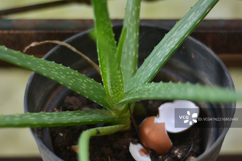 剩余的蛋壳作为芦荟盆栽植物的肥料图片素材