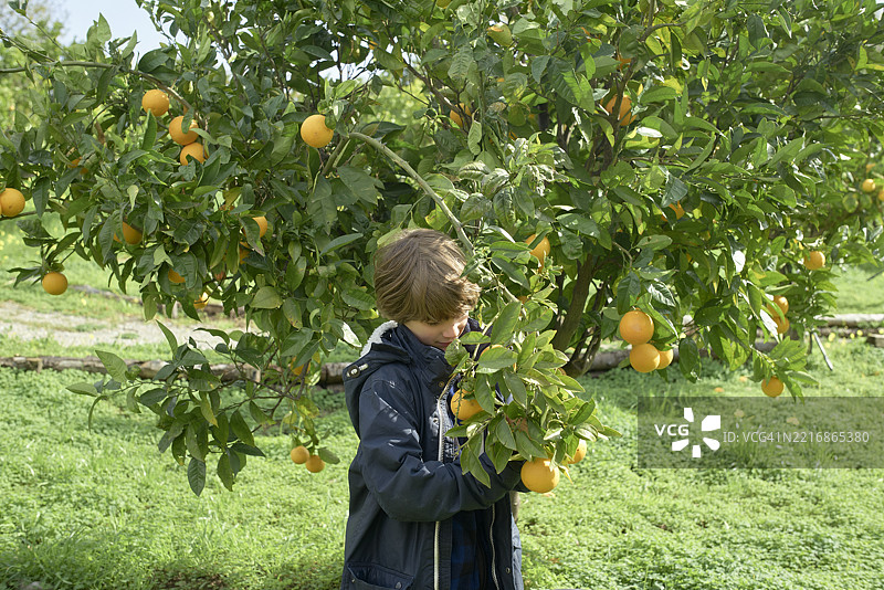 穿着夹克的孩子在阳光明媚的绿色果园里采摘橙子。意大利西西里岛图片素材