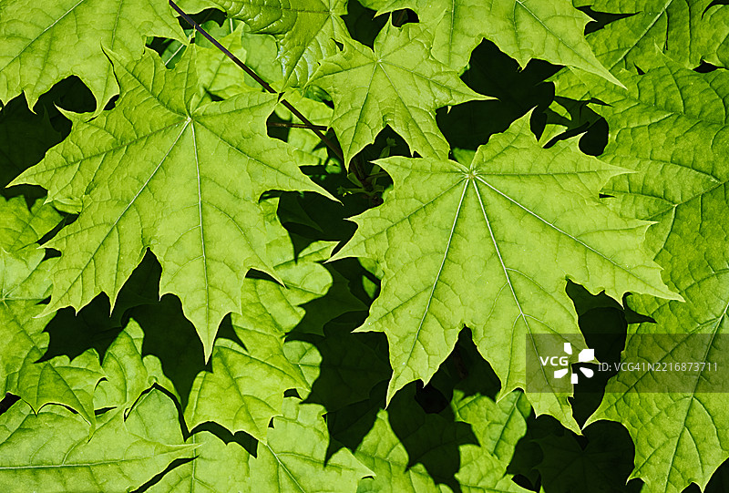 绿色的叶子图片素材
