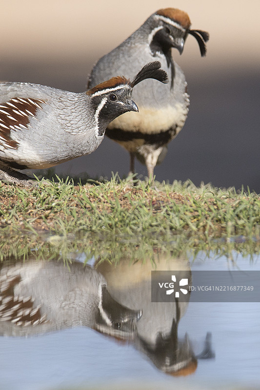 一对甘贝尔鹌鹑雄鸟的特写反射图像图片素材
