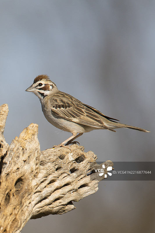 云雀栖息图片素材