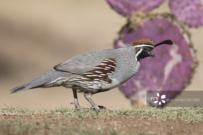 加州鹌鹑雄鸟与仙人掌图片素材