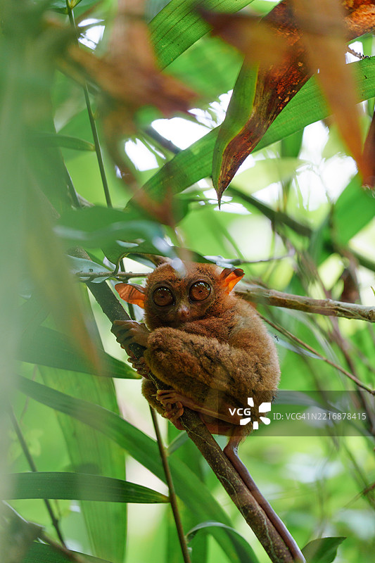 菲律宾眼镜猴在热带森林郁郁葱葱的树叶间图片素材