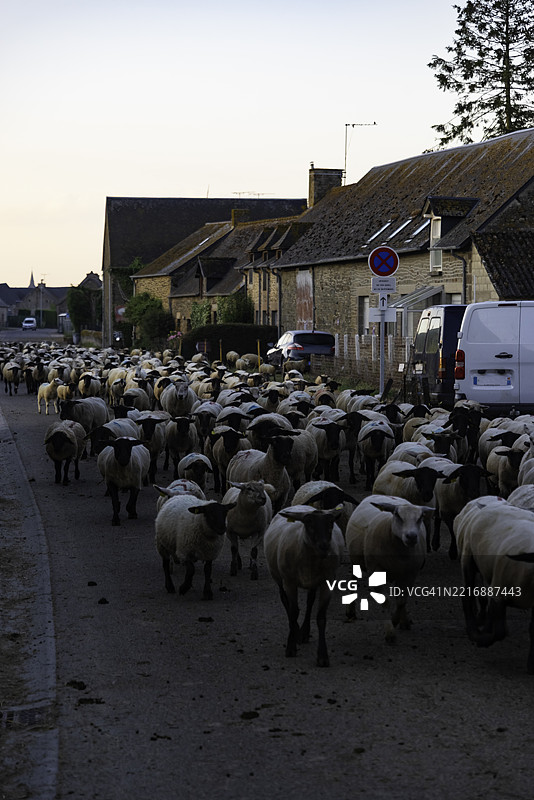 在阿尔德冯的海岸路上，圣米歇尔山的盐沼羊被赶着前行。图片素材