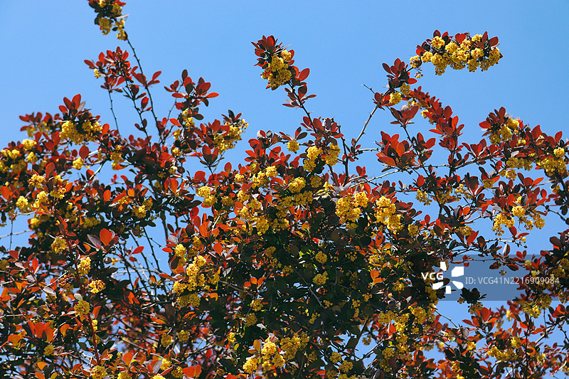 盛开的日本小檗图片素材