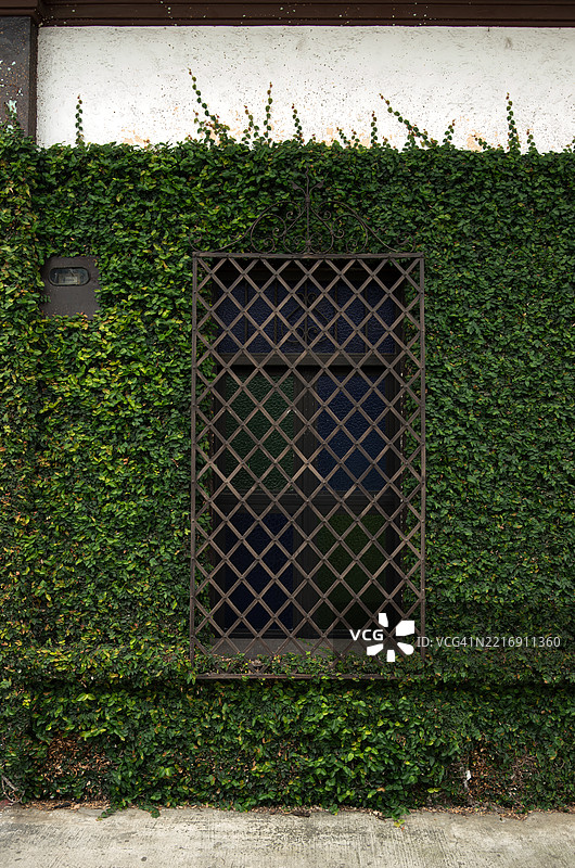 攀缘无花果植物生长在殖民风格的房屋外墙上，窗户上有菱形格栅。图片素材