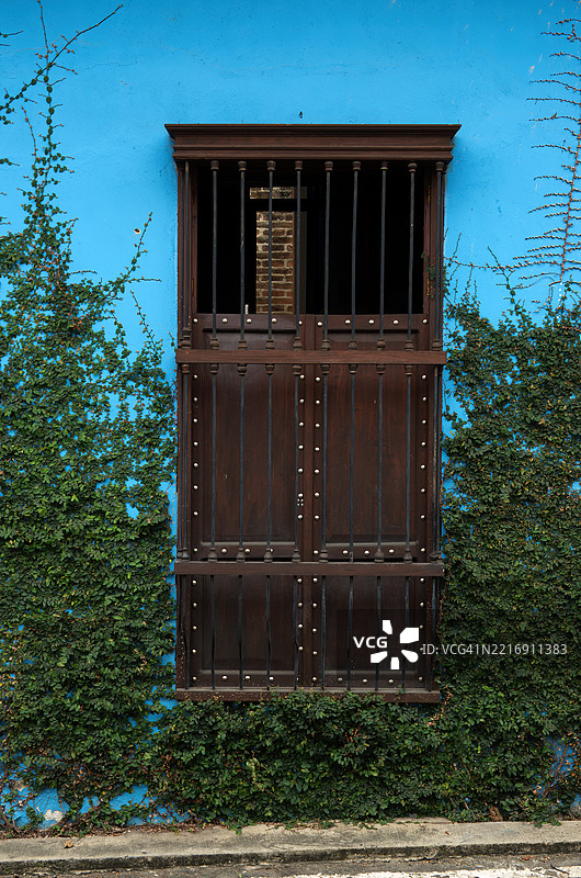 殖民风格建筑外墙上的爬藤，配有大型矩形窗户、木质百叶窗和窗格。图片素材