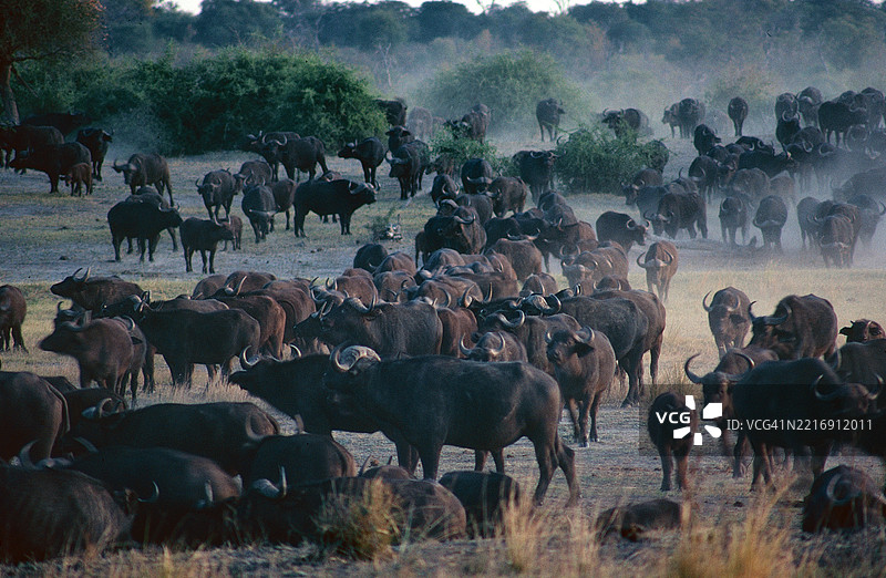 乔贝的水牛图片素材