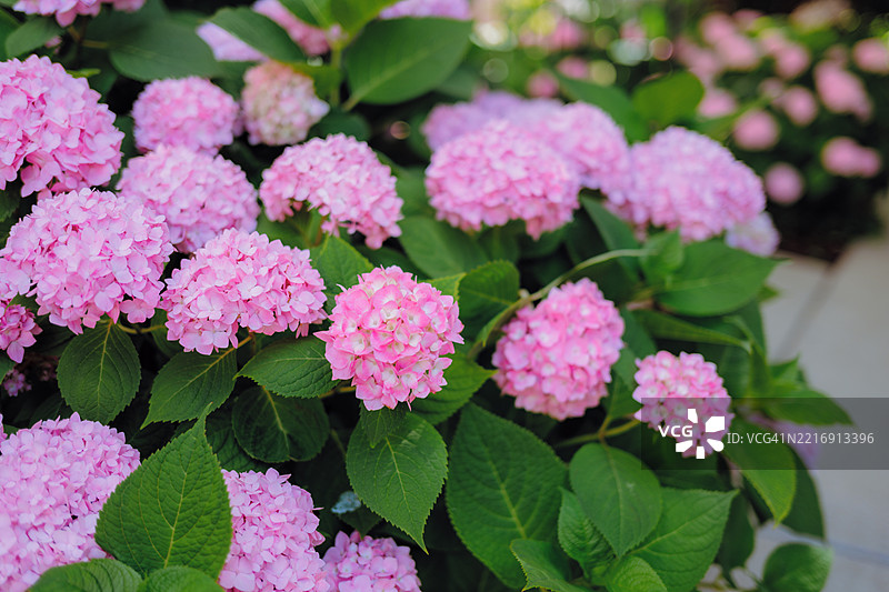 前花园中的粉色绣球花灌木图片素材