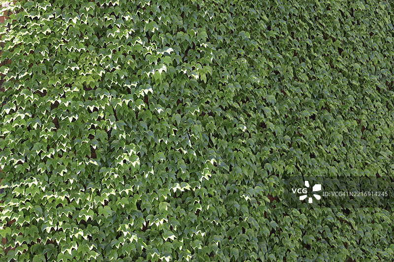 外立面与美丽的绿色常春藤图片素材