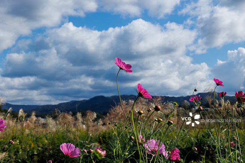日本 - 2024年10月11日：秋天的天空下，一片宇宙花田，背景是山脉和芒草。图片素材