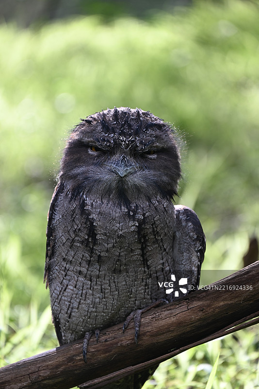 悉尼郊区公园中的棕色夜鹰栖息在树枝上图片素材