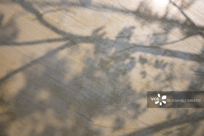树的影子投射在棕褐色的布料背景上图片素材