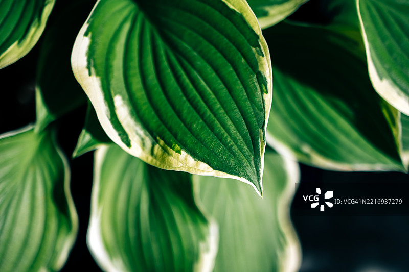 近距离拍摄的玉簪叶，展示了脉络图案和鲜艳的绿色。图片素材