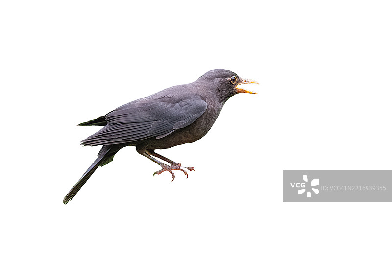 黑鸫 (Turdus merula)图片素材